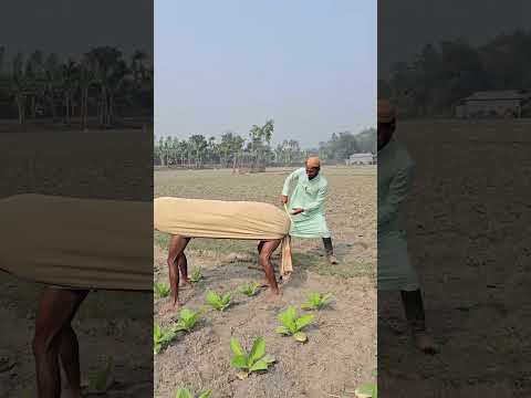 Cows coming from behind and causing trouble
