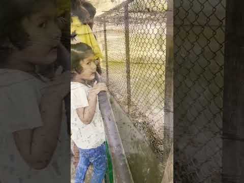 देखिये कैसे दो बहनें मगरमच्छ से अपनी जान बचाती है #shorts #youtubeshorts #trending #emotional