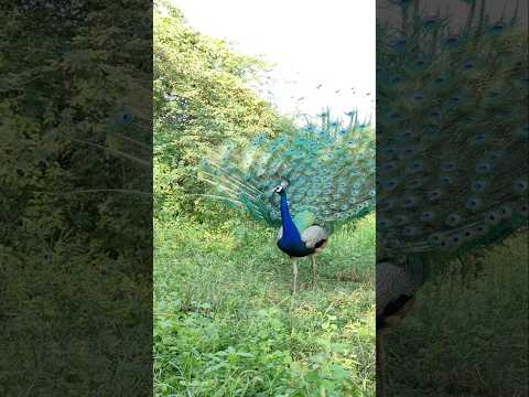 Cute peacock #peacok #birds #peacock