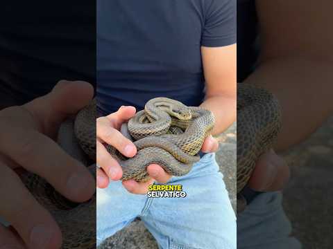Perchรฉ hanno tutti paura dei serpenti?๐โ ๏ธ