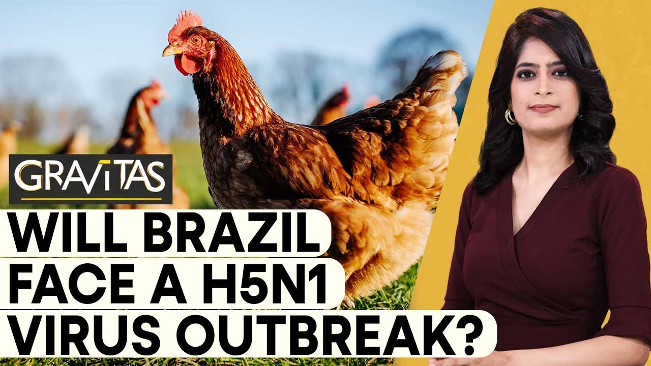 Gravitas: Brazil records its first-ever spread of H5N1 virus cases