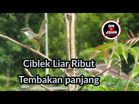 Ciblek Liar di Alam bebas tembakan panjang, bikin emosi ciblek lain