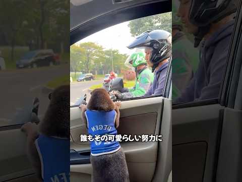 カワウソが笑顔になった理由😊
