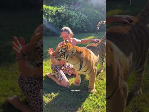 Ele faz carinho em TIGRES 😯