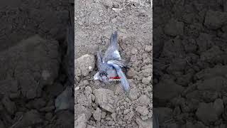 HASIL BURUAN LONG RANGE PAKAI UKLIK