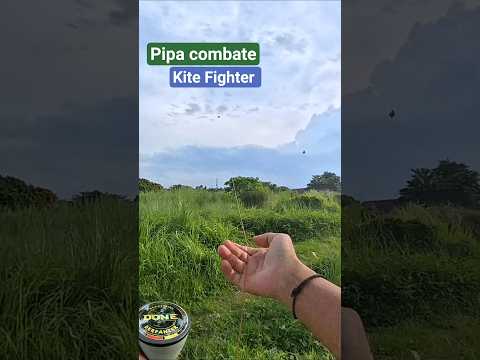 sekali tempel menang layangan KITE FIGHTER PIPA COMBATE