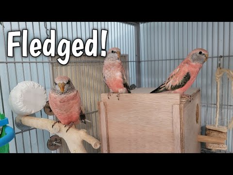 Bourke Babies Leave the Nest – But Dad’s Behavior Leaves Me Speechless