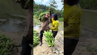 Datos curiosos de la cosecha de plátano 