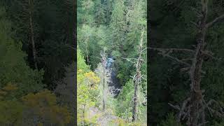 Olympic national forest