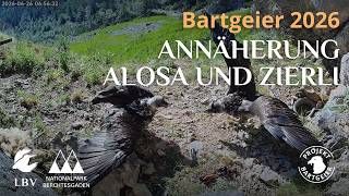 Annäherung Alosa und Zierli | Bartgeierwebcam 2026