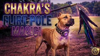 Flirt Pole Magic with Chakra using 5lb Collar 🔥 Build a Beast, Out Command ,Heat Tolerance & More 😤