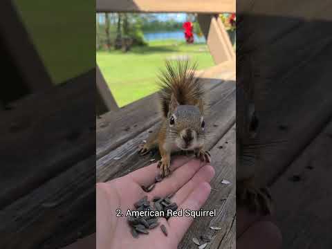 4 Types Of Squirrels You Can Befriend