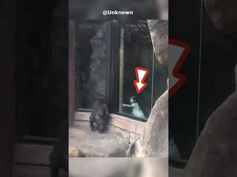 Heartwarming Reunion: A Girl Meets Her Childhood Gorilla Friend After 25 Years
