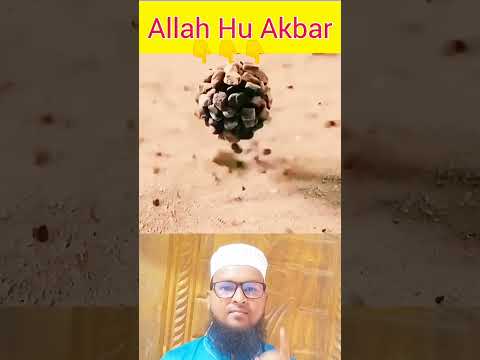 আল্লাহর কুদরত দেখুন || Islamic #shorts #viral #video || Like Comments And Share