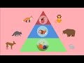 Ecosystem Interactions and Trophic Levels