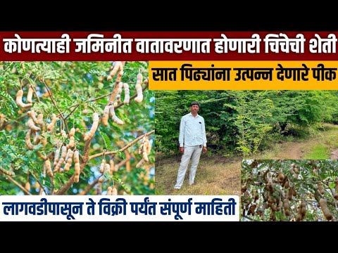 चिंच शेती A–Z: फायदे, खर्च Complete Guide | Chinch sheti mahiti