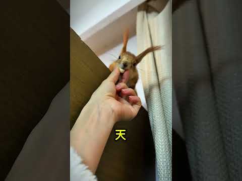 動物がこんなにたくさん、でもチップスはたった1つ！勝つのは誰🐶🍿#shorts