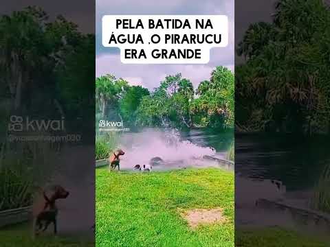 O peixe quase comeu o cão #status #shorts #short
