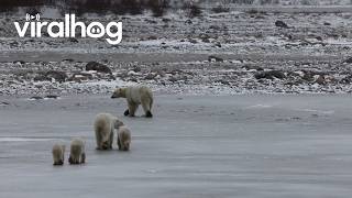 Protective Polar Bear Mom Keeps Nearby Male Away from Her Cubs || ViralHog