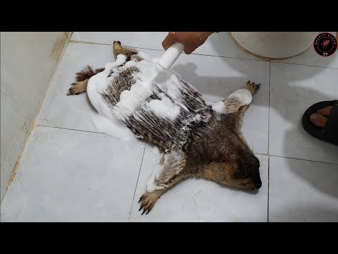 I used the bottle washer to bathe the marmot.