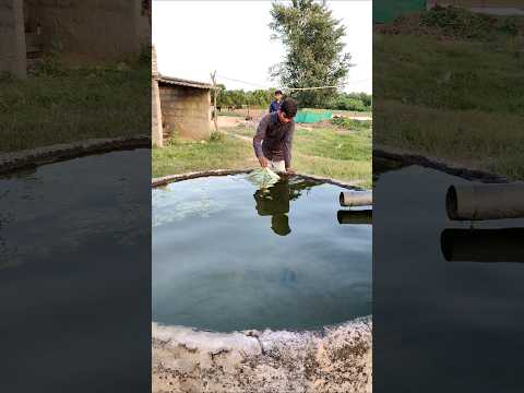 aj to motu or bade bhaiya ne 2 Patang ka water test kar diya kya Patang bachegi 🪁#shorts