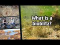 Benthic Surveys and Biodiversity Concepts