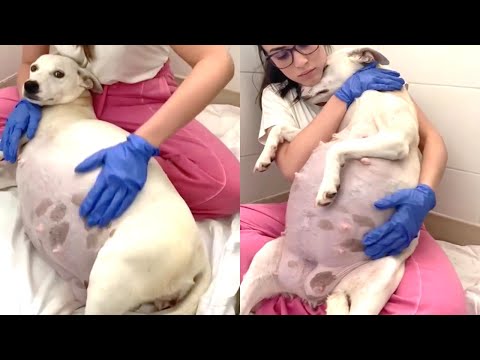 Abandoned dog with a super pregnant belly, and 14 puppies