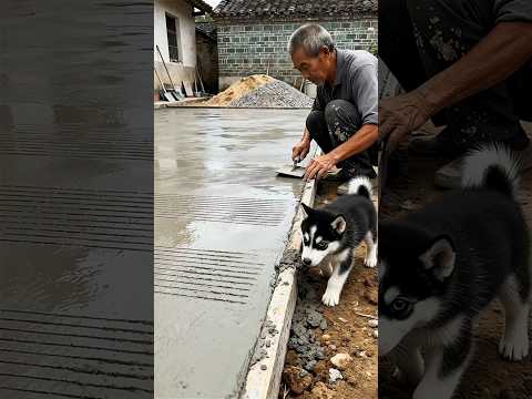 When I Build the Road 🚧👷‍♂️🐕💢 Then Dogs & Cats Turn It Into a Wrestling Ring 😂🔥