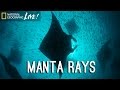 Manta Rays and Hanifaru Bay