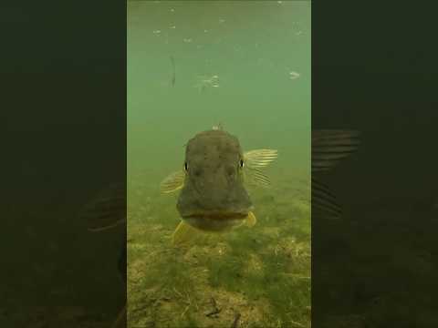 What is this pike doing ? #pike #perch #fishing #underwater