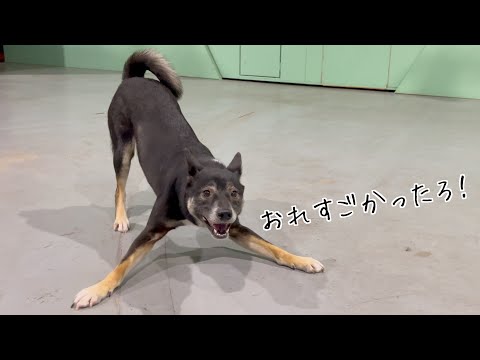 ショーの練習終わりに自信に満ちあふれている元保護犬が可愛すぎる