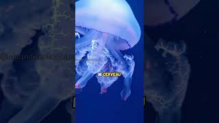 Comment vivent-elles sans CERVEAU ? 😱 Découvrez les Méduses ! 🌌🐙 #animals #jellyfish #shorts
