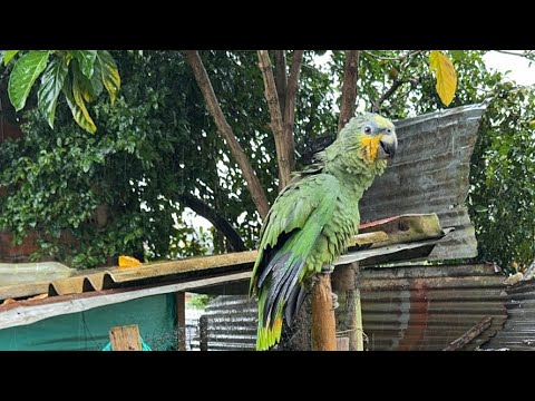 Viaja conmigo el cholopo está en vivo