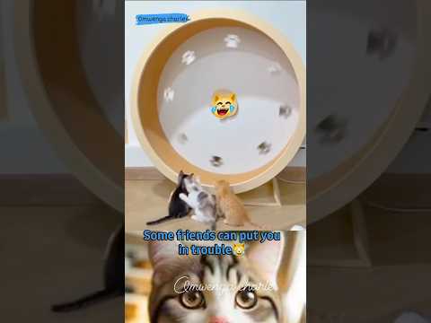 Some friends can put you in trouble ๐ #viralvideo #cat #catlover