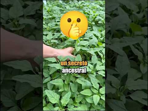 ¿Por qué tantos agricultores la arrancan como si fuera una simple maleza?