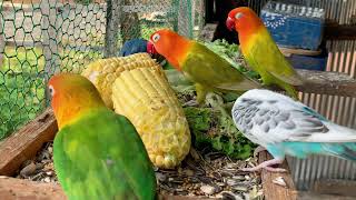 Lovebird Top 5 Favorite Veggies! 🥬🌽| Smart lovebird Parrot #lovebird #parrot #birdslover