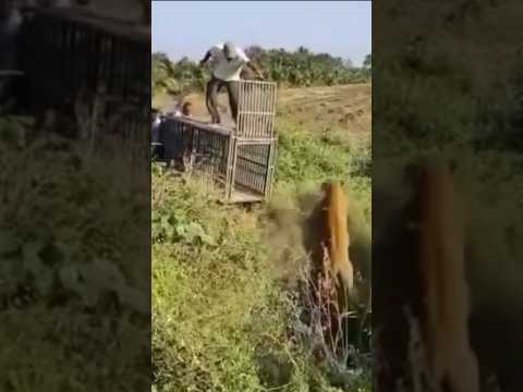 أسد لم ينفع معه التخدير يحاول افتراس فريق طبي مشهد مرعب😮