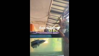 fish feeding