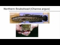 Invasive Aquatic Species Identification