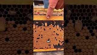 Removing queen cell saves the hive #beekeeper