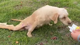 Pregnant mom dragged on the road, begging for her puppies—ignored by all until a kind woman came!