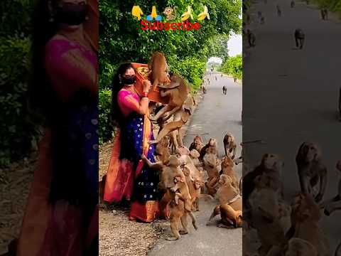 मेरी जान है वानर परिवार ❤️🐒#huminity #animallover #friends #respect #monkey #shortvideo #helping