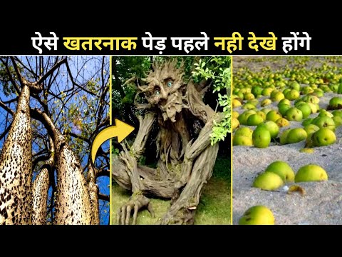 ऐसे खतरनाक पेड़ पहले कभी नहीं देखे होंगे || 5 Most Dangerous Trees Of The World  || UljhansuLjhan