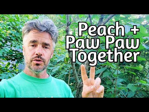 Peach + Paw Paw: Positive Polyculture Permaculture Pals