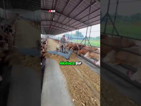 İlginç Mantar Yetiştiriciliği🍄