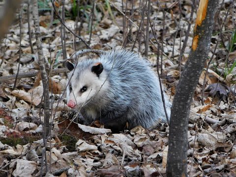 Heckrodt Wildlife Series: Opossum