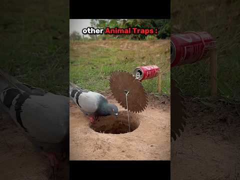 other animal traps vs this one
