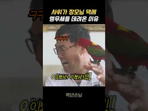사위가 장모님 댁에 앵무새를 데려온 진짜이유