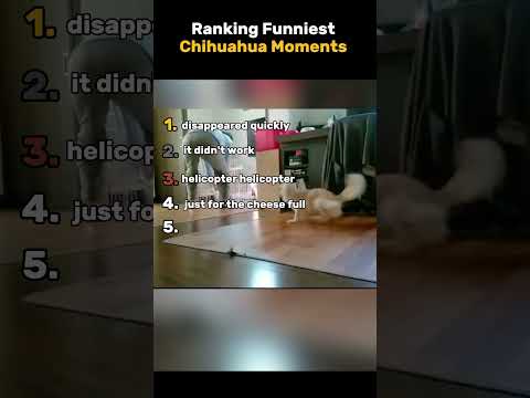 Ranking Funniest Chihuahua Moments #dogs #chihuahua #usa