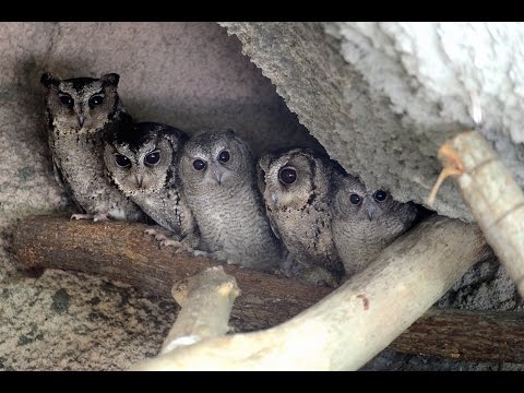 媽媽們擠同一巢箱產卵-領角鴞寶寶誰的傷腦筋New Born Collared Scops-Owl - YouTube(3分27秒)